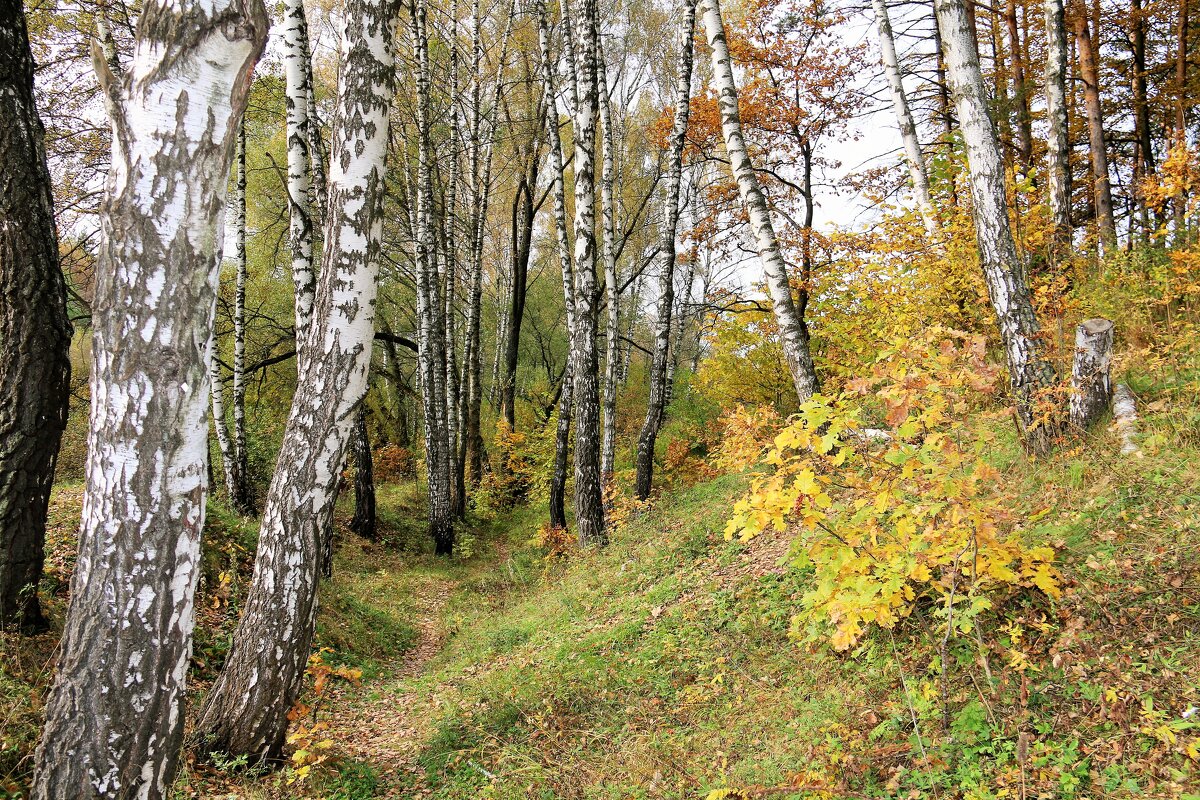 осень - Владимир Холодницкий