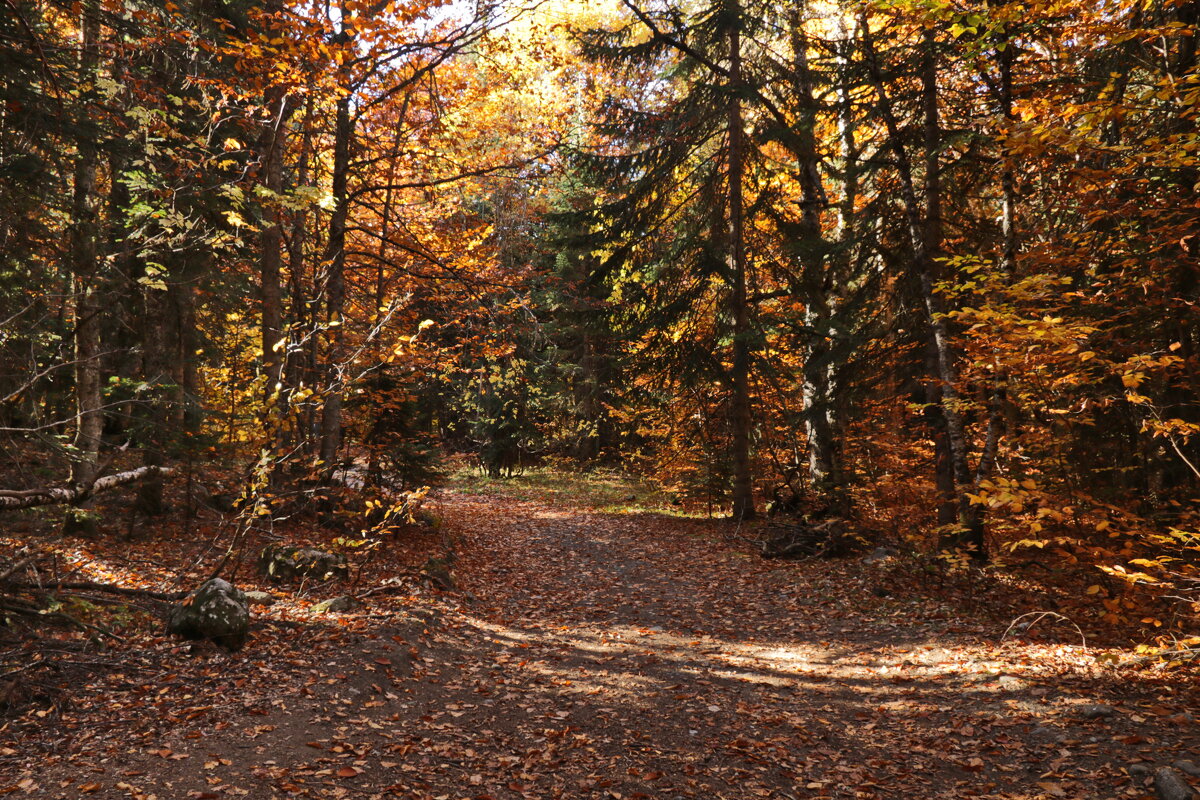 Осень в лесу. - Ирина Нафаня