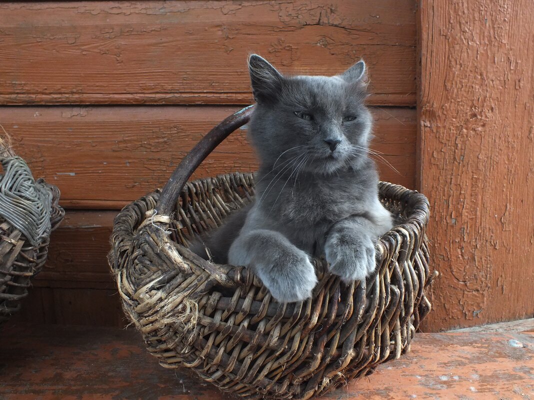 Кошка в лукошке : ) - Зоя Мишина
