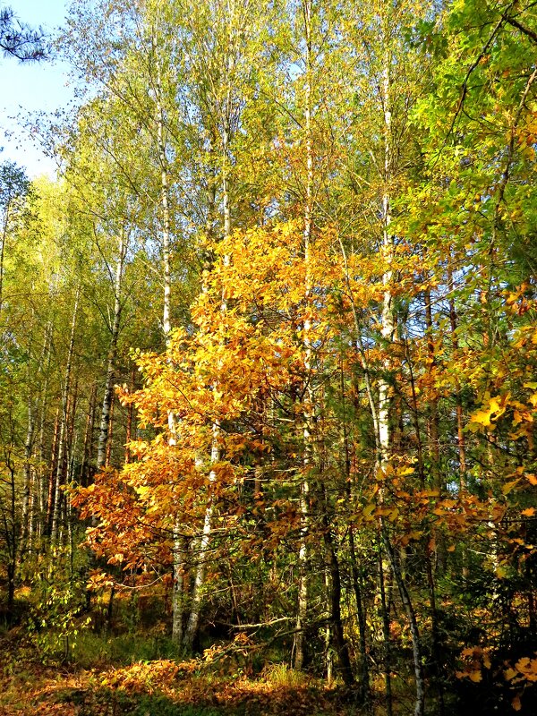 У осеннего леса - Андрей Снегерёв
