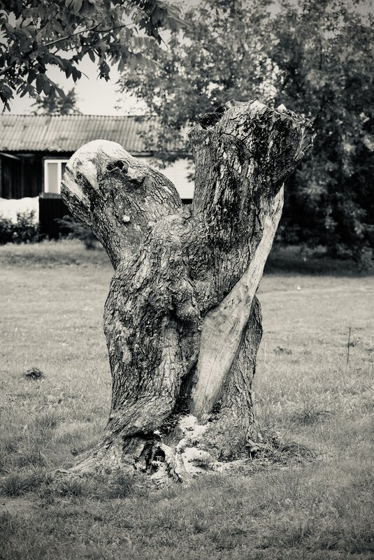 Дерево из детства - Денис Кашкан