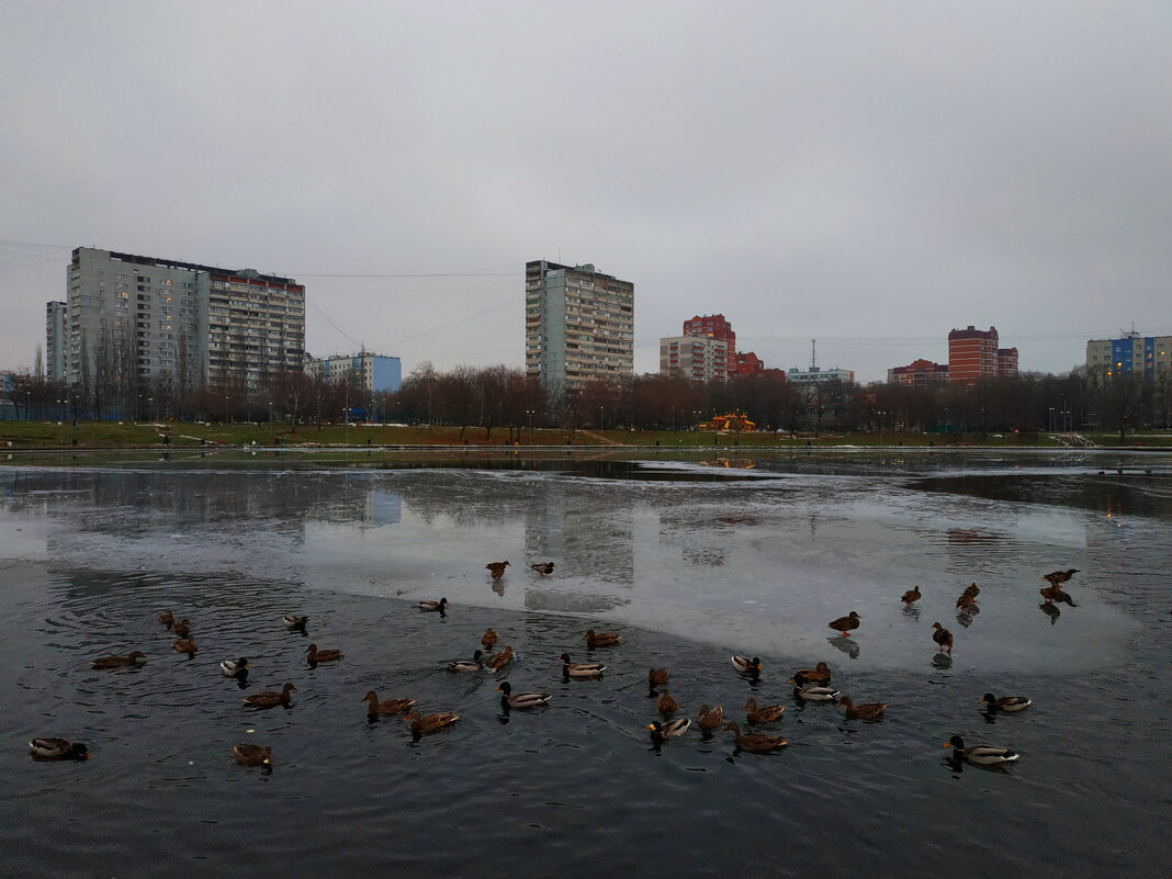 Эти на юг не улетают: зимуют на московском же не замерзающем пруду - Андрей Лукьянов