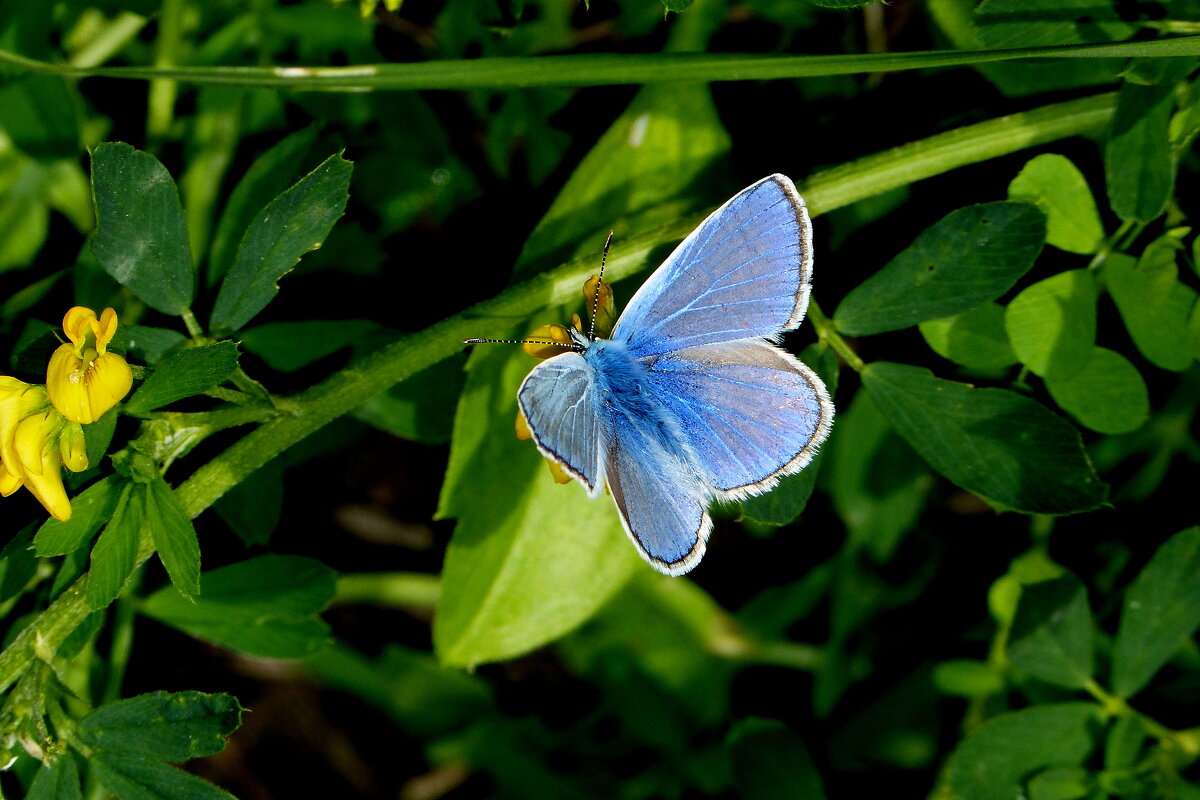 летние бабочки 8 - Александр Прокудин