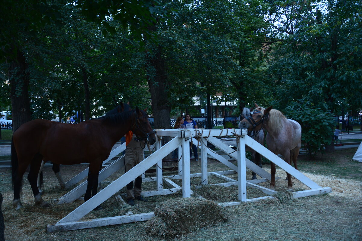 не просто кони...а тоже участники исторического фестиваля - Галина R...