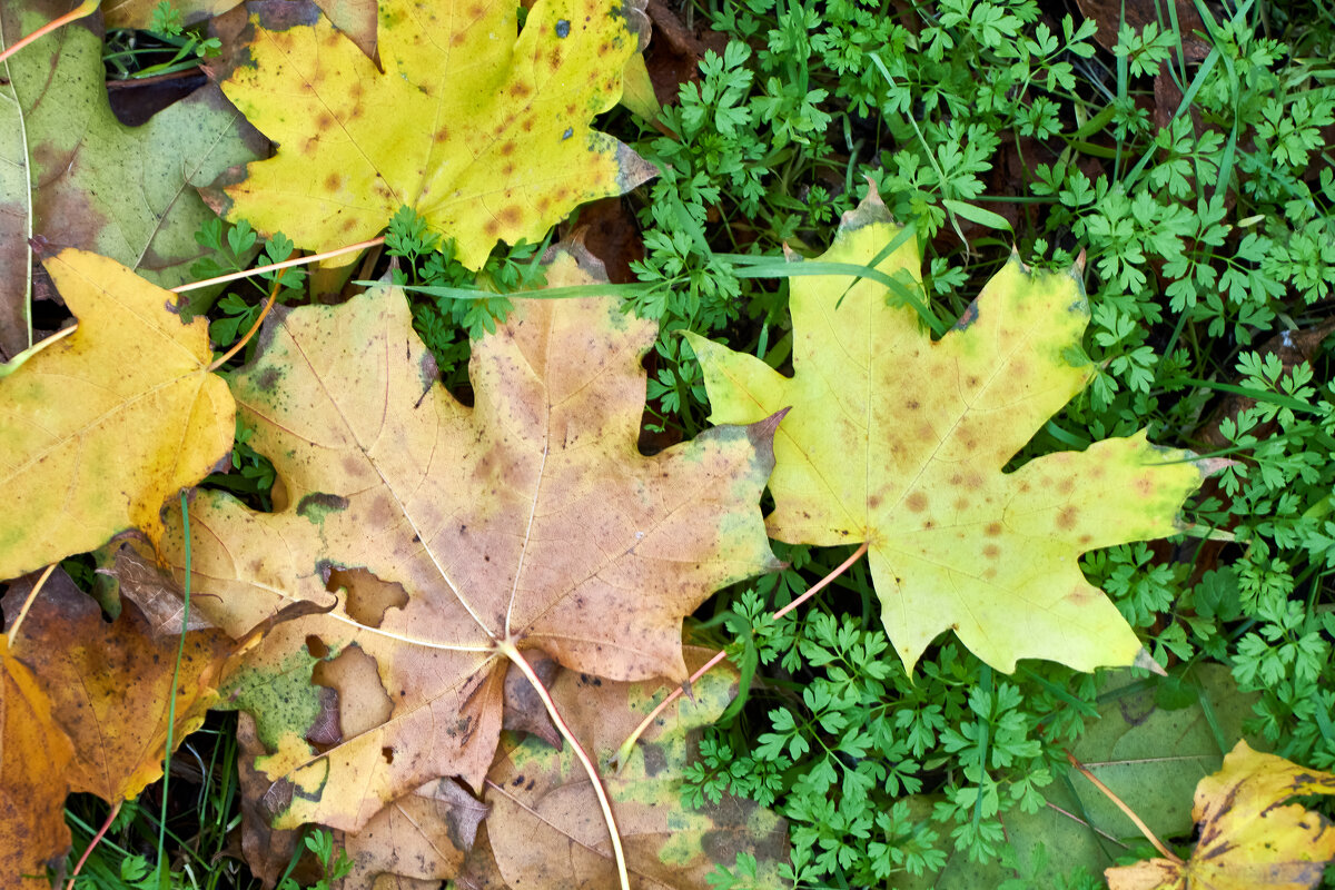 Опавшие листья клёна на траве - Алексей Р.