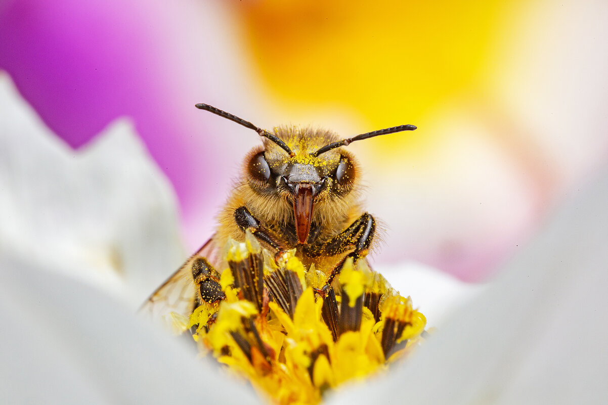Пчела - Radiarest 
