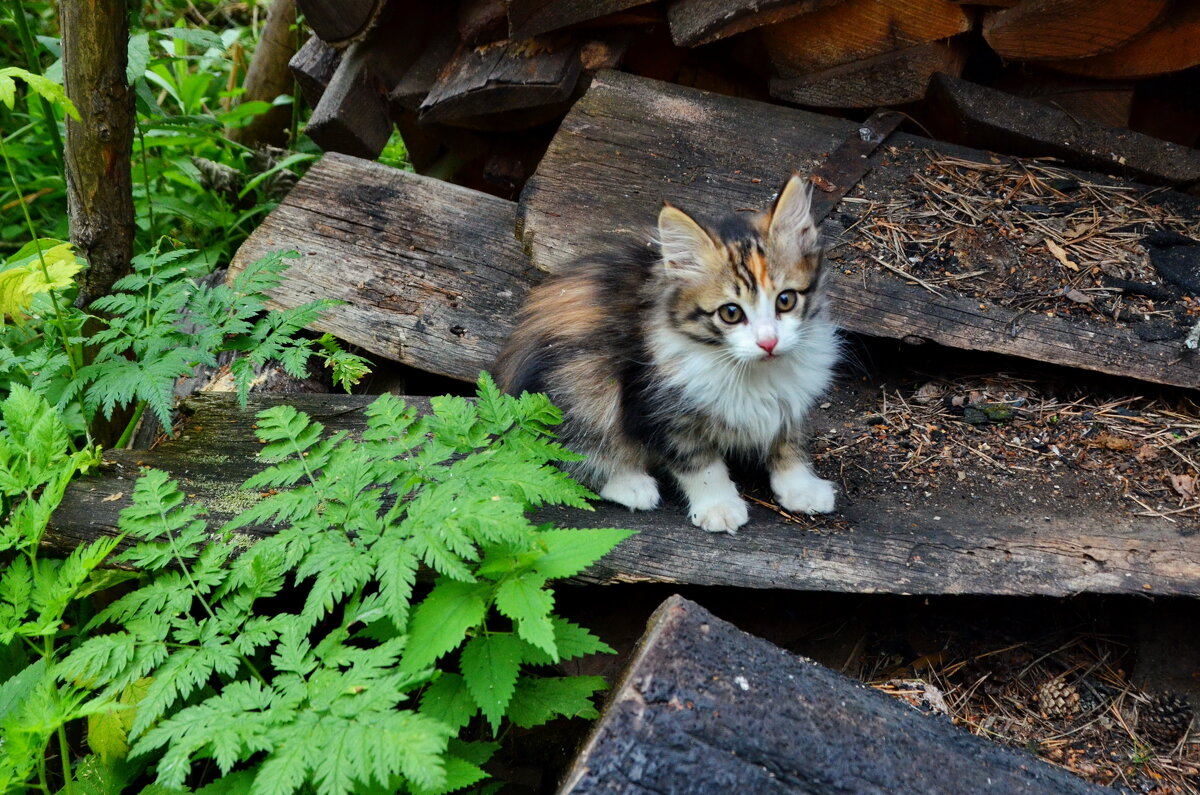 Деревенский котенок - Галина 