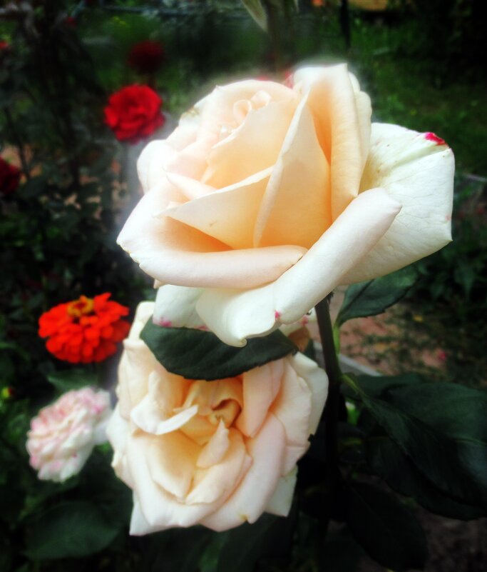 Розы чайная роза - Лариса 
