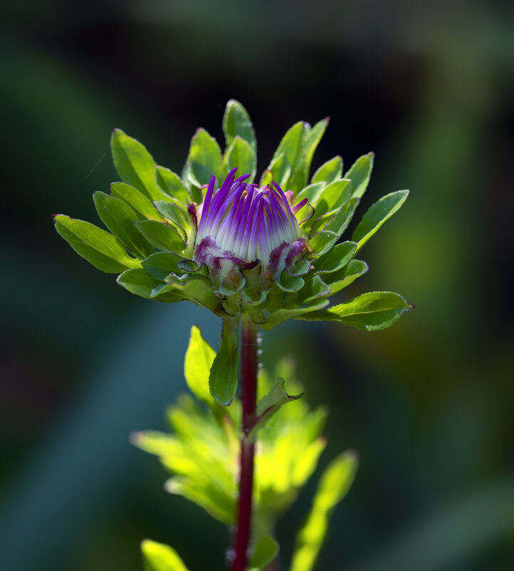 bud - Zinovi Seniak