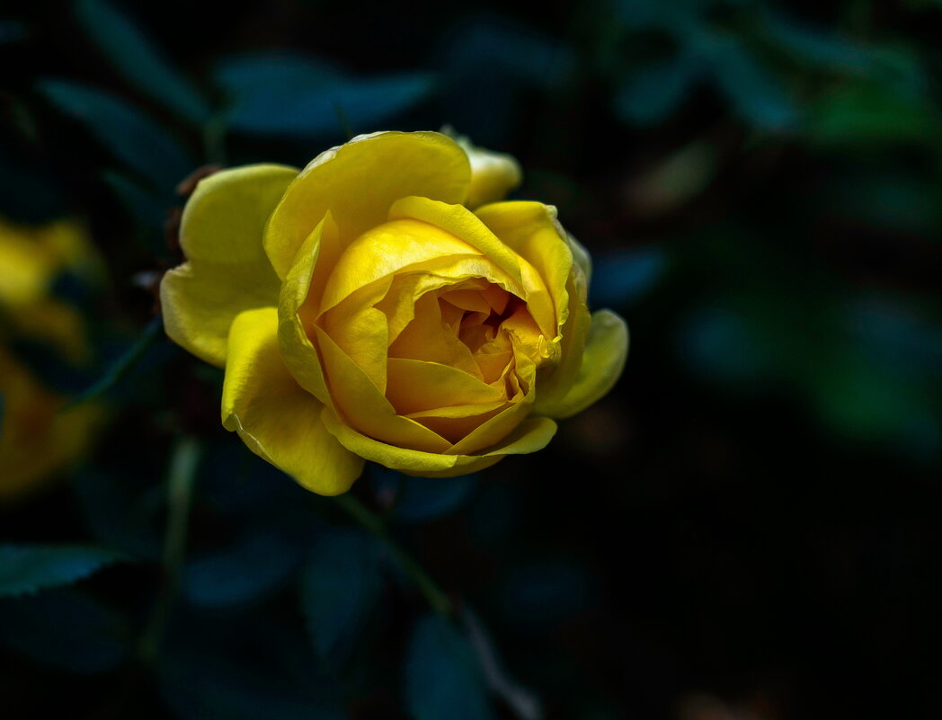 Желтая роза - gribushko грибушко Николай