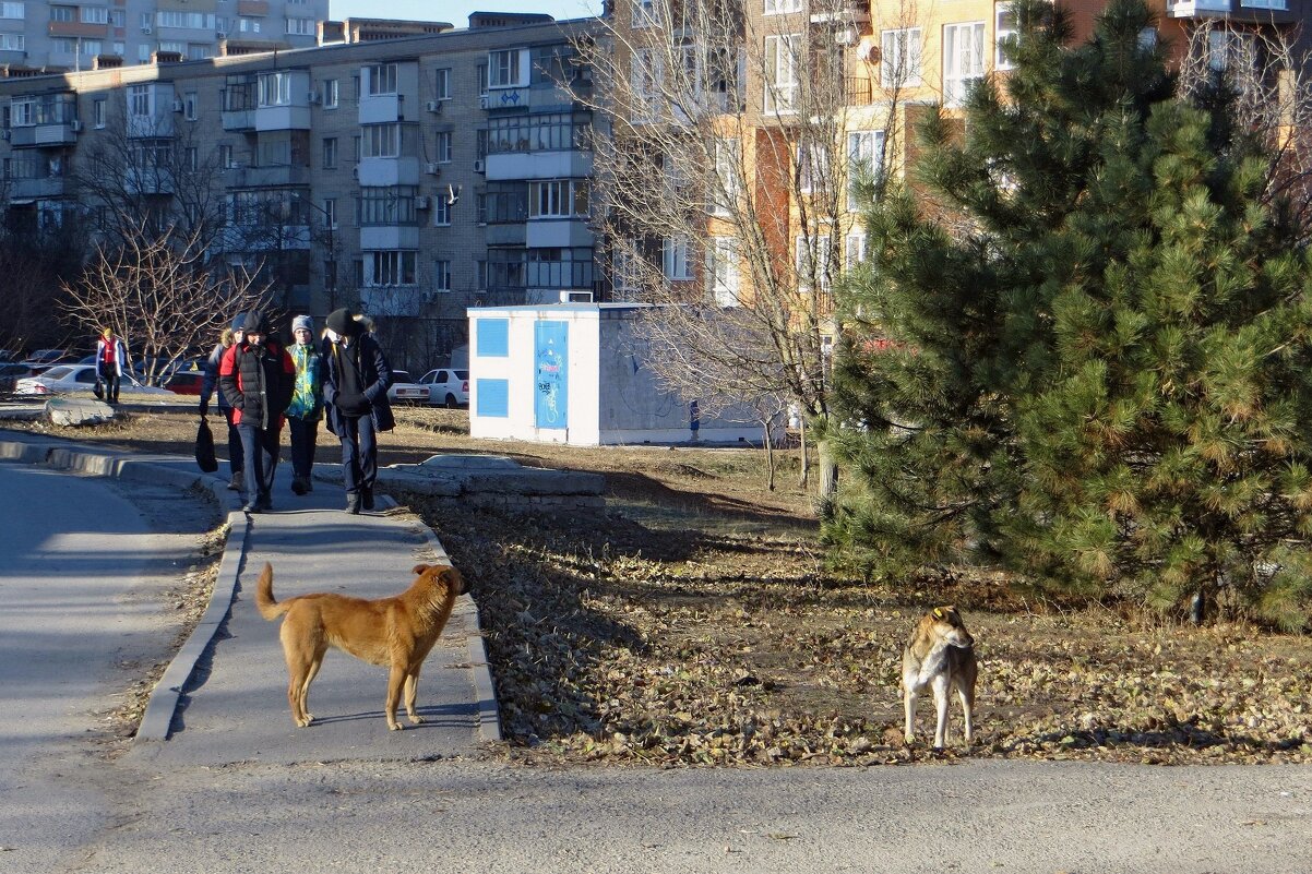 В начале зимы - Татьяна Смоляниченко