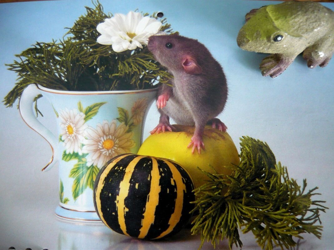 И мышка любит цветы - Вера Щукина