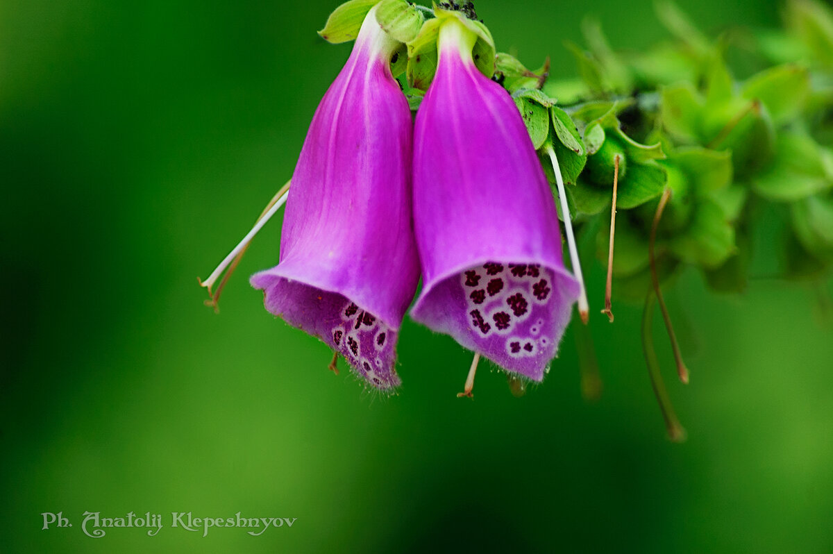 Наперстянка пурпурная ядовитое растение - Анатолий Клепешнёв