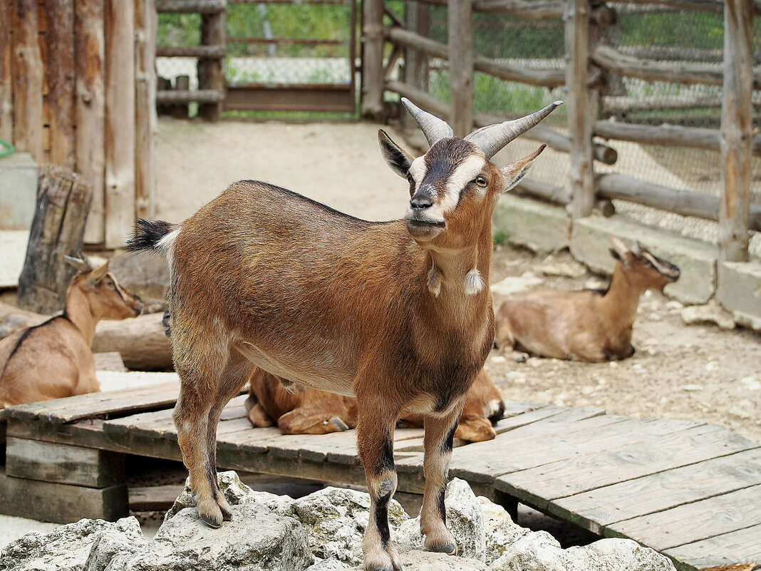 Камерунская коза - wea *