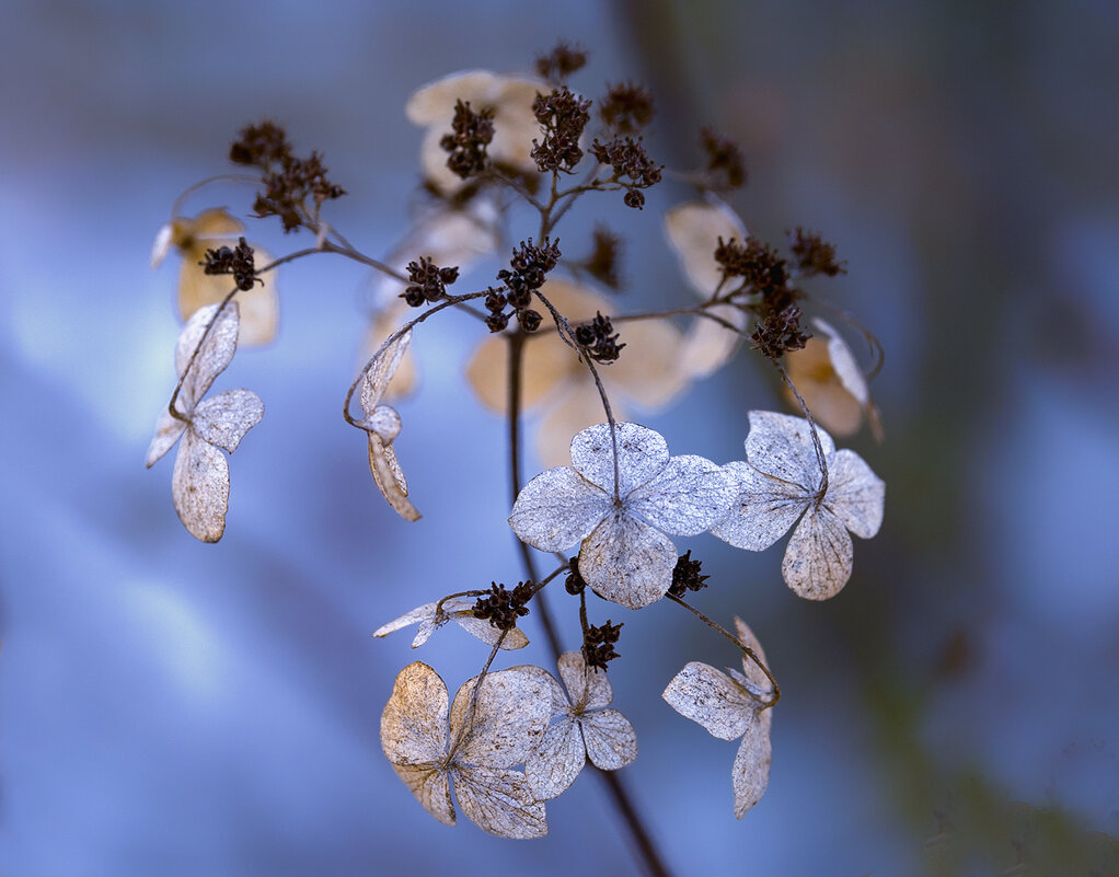 after flowering - Zinovi Seniak