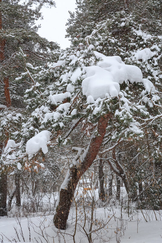 Снег на ветвях - Александр Синдерёв