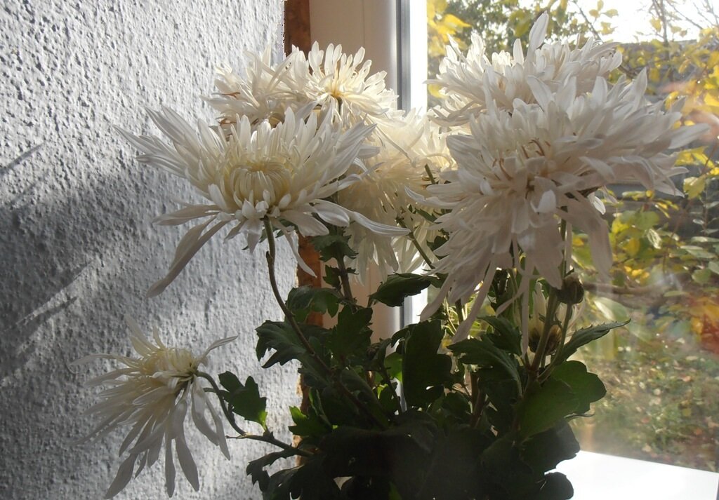 Белые хризантемы - Наталья 