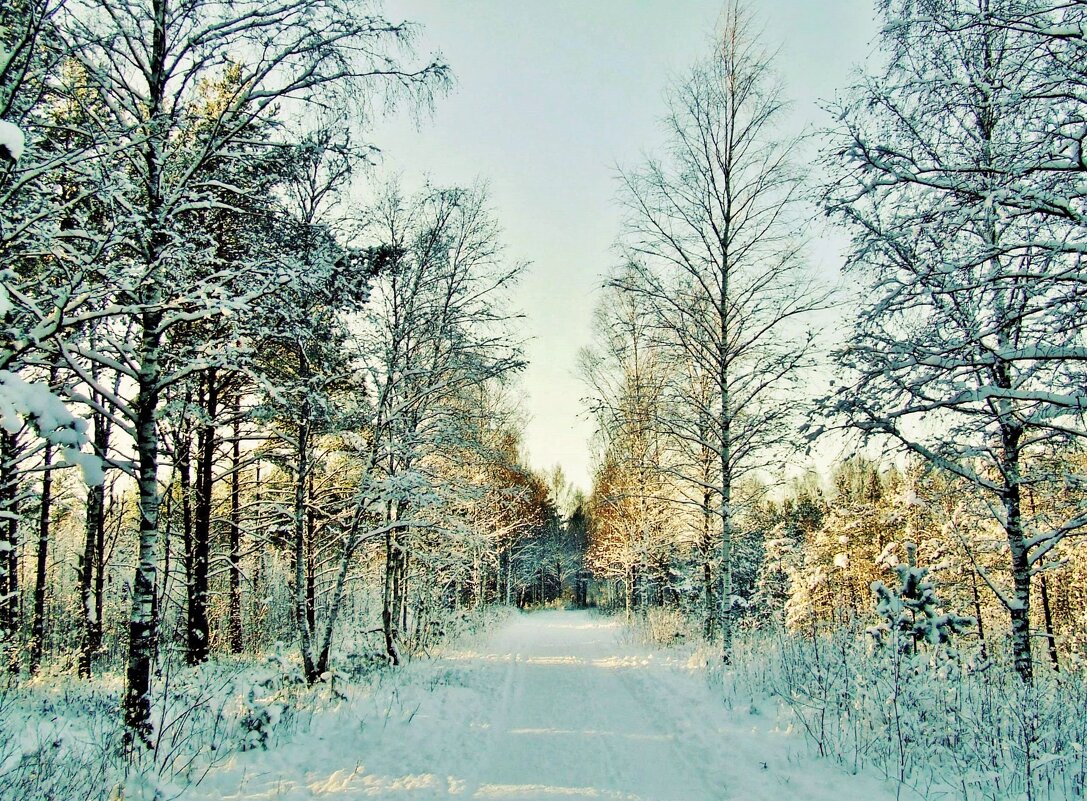 Дорога около зимнего леса - Aida10 