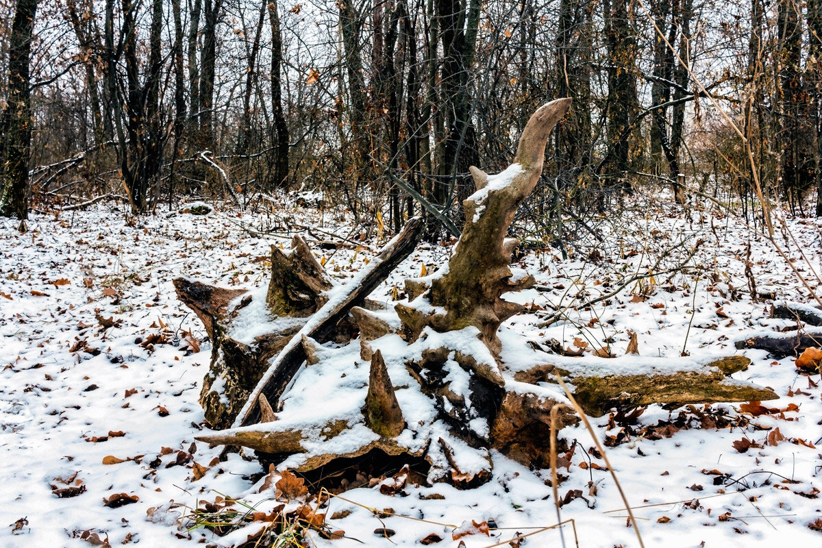 Экибана зимнего леса - Юрий Стародубцев