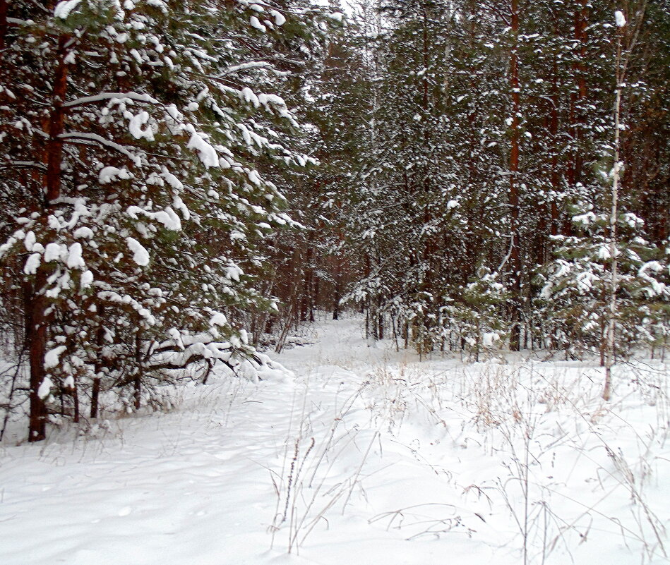 В лесу снегопад. - Мила Бовкун