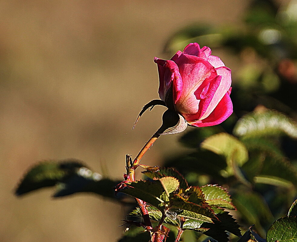 Вернутся радости и грезы: как хороши тогда, как свежи будут розы! - Tatiana Markova