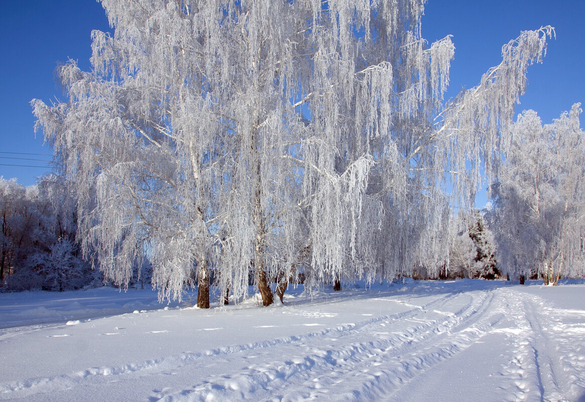 Лес зимой - Светлана Медведева 
