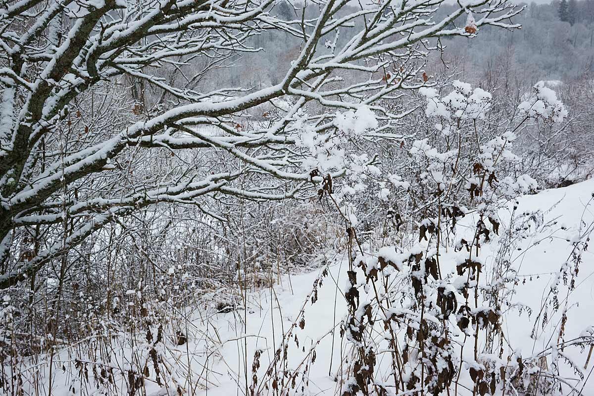Природа в декабре - Сергей Курников