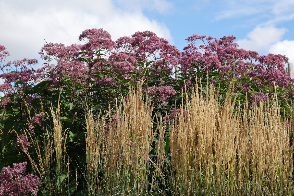 Цветы на острове Новая Голландия - Евпаториум - Маргарита Батырева