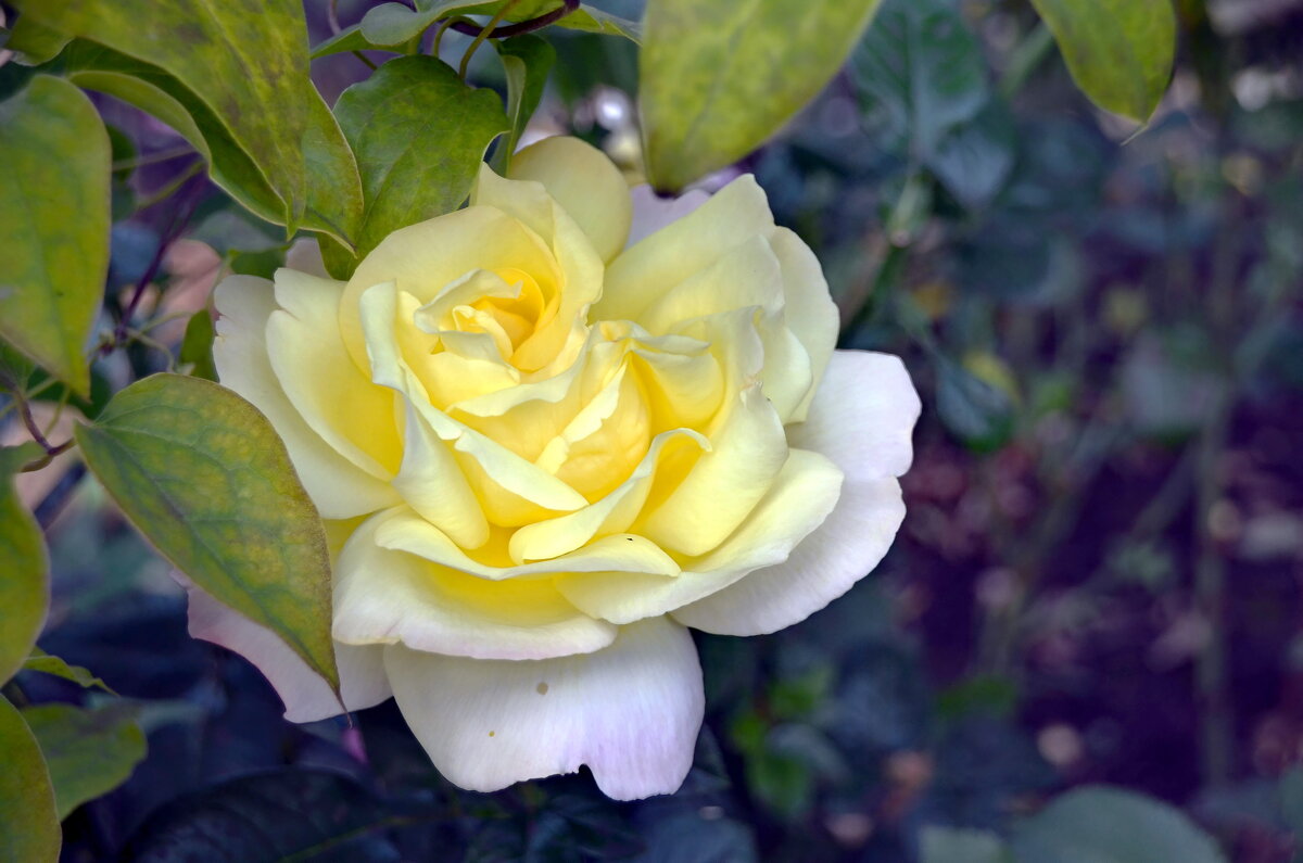роза в моём саду - Лариса Терехова 