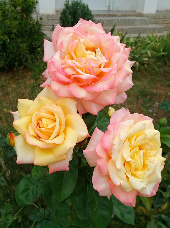 Розы Gloria Dei - Эля Юрасова