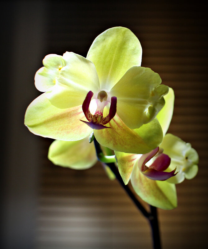 Нежный аромат распустившейся орхидеи напоминает о тебе в пустой комнате. - Павел Fotoflash911 Никулочкин