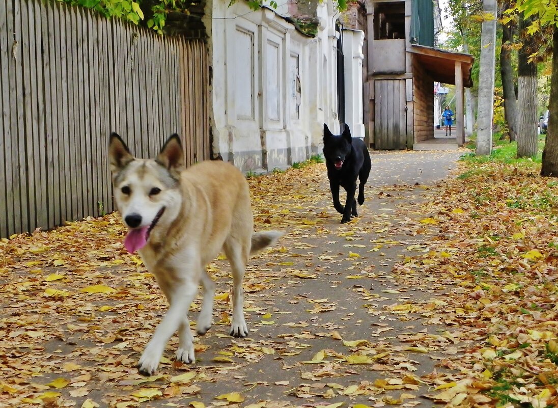 Две собаки и девушка в голубом куда-то спешат по дороге навстречу . - Святец Вячеслав 