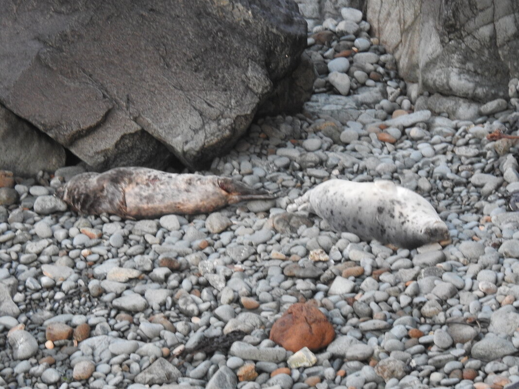 Малыши тюлени спят - Natalia Harries