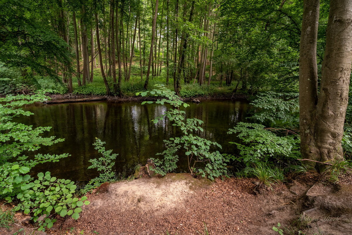 Лес с рекою - Николай Гирш