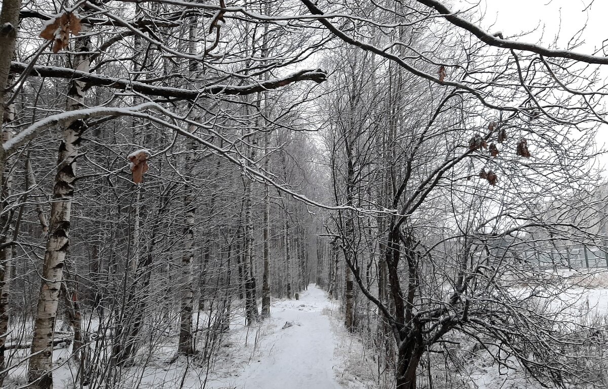 Сказочный предновогодний лесопарк - Елена Павлова (Смолова)