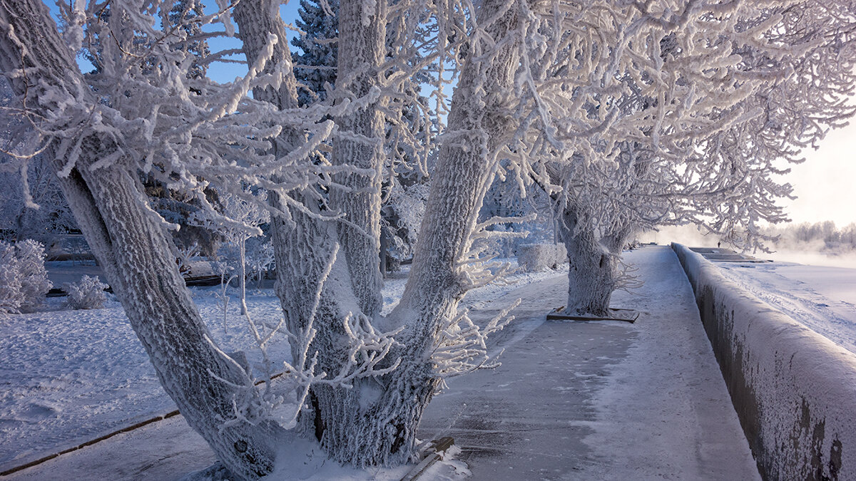 В белый снег укутались деревья - Андрей Шаронов