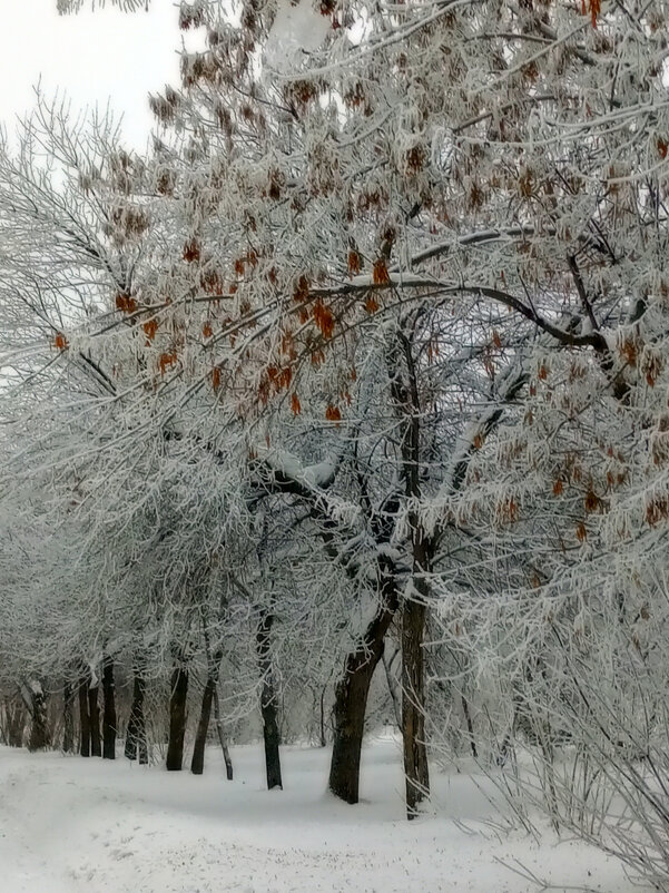 Зима сибирская - ирина 