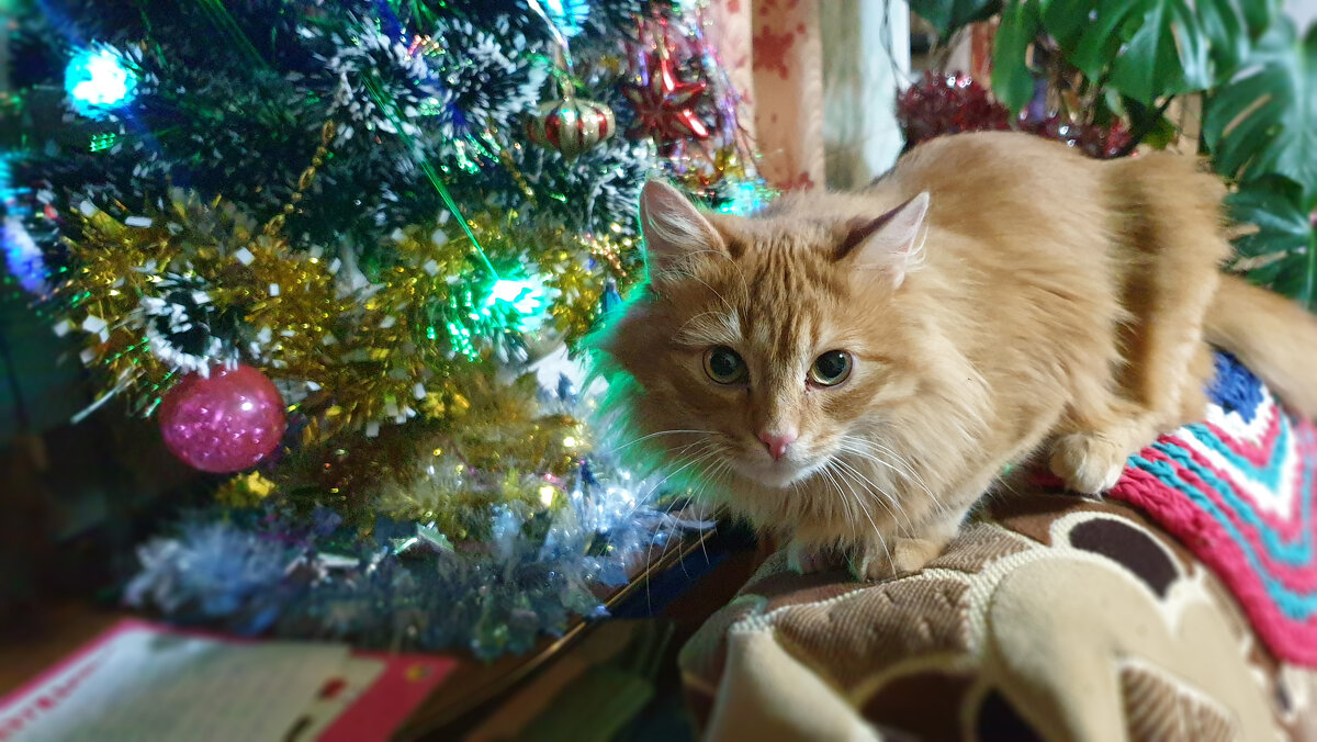2 января - кошачий Новый год - Нина Синица