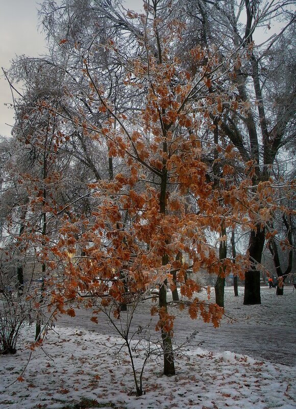 Ледяной дождь - Роман Савоцкий