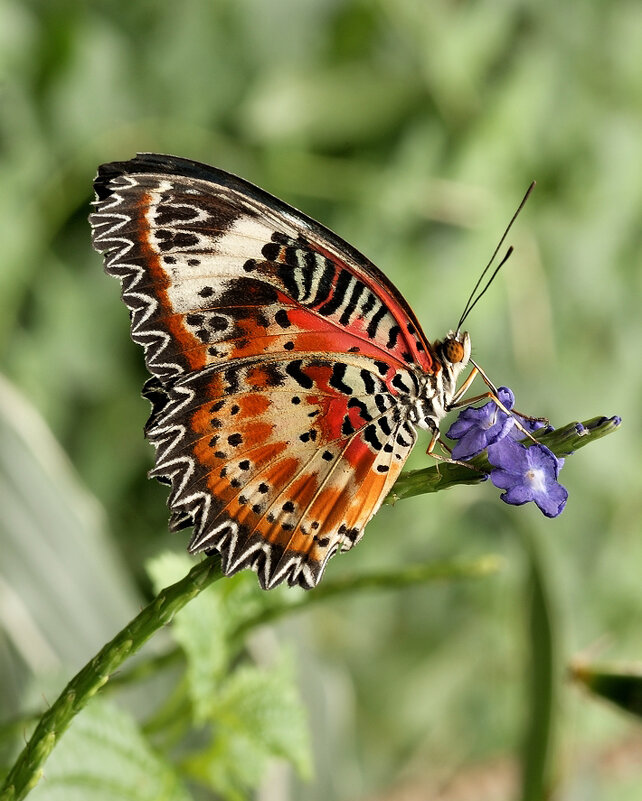 Cethosia cyane  - Bo Nik