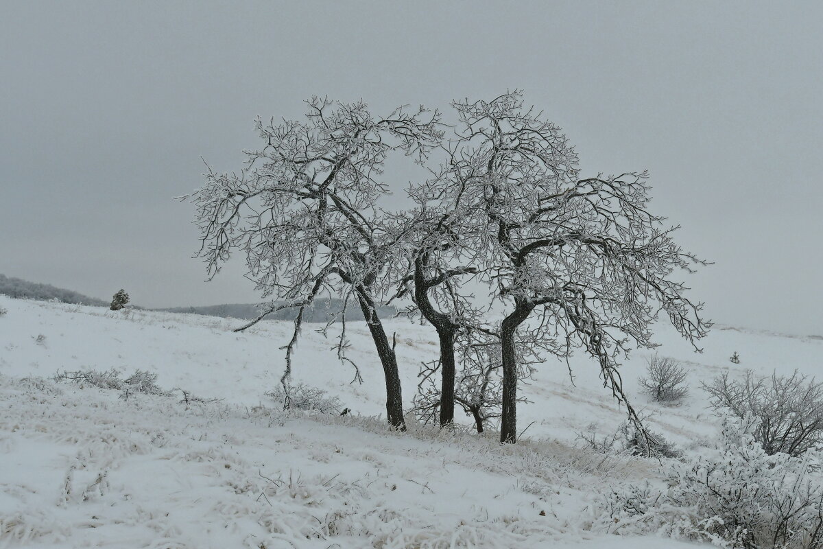 ЗИМНЯЯ ГРАФИКА - Яковлев Виктор 