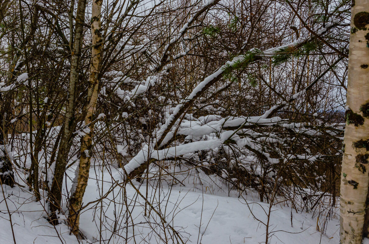 Зимний лес - Ирина Смирнова