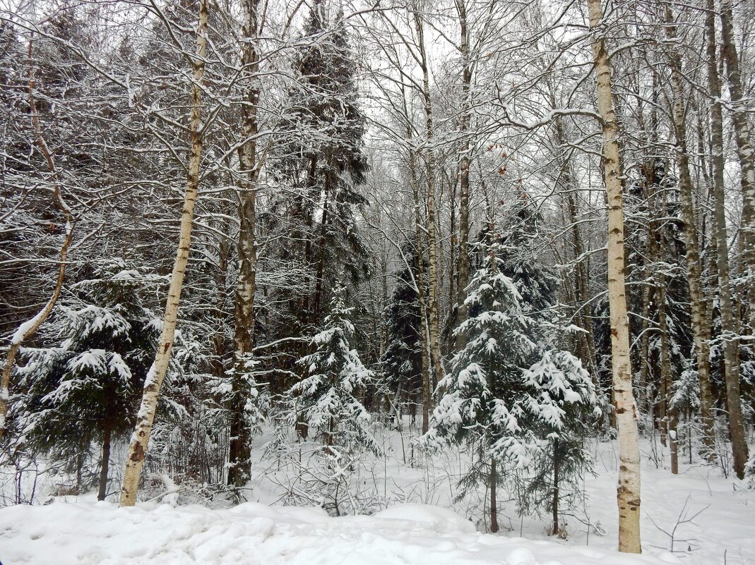 В зимнем лесу - ТаБу 