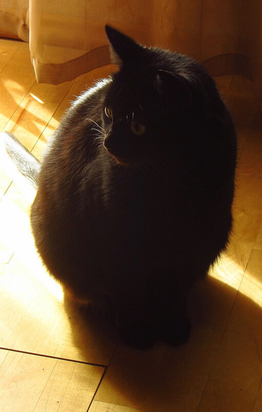 Моя черная кошка любила свет - Андрей Лукьянов