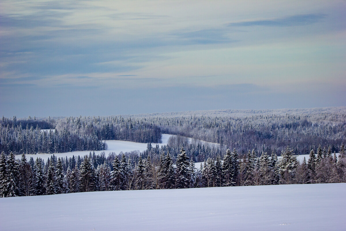 Лес...«Под снежным покрывалом января» - Александр Гладких