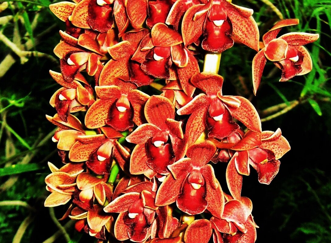 Часть ветки цветущей орхидеи - Aida10 