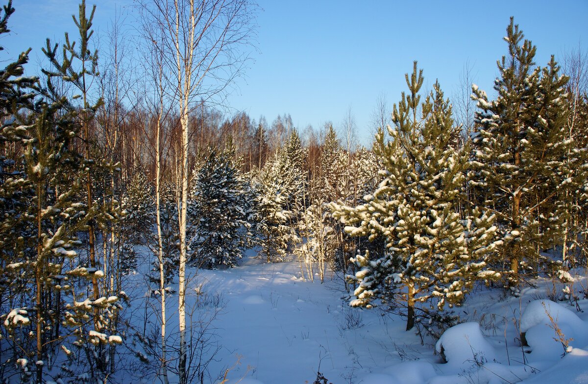 Деревья в зимнем серебре - Наталья Т