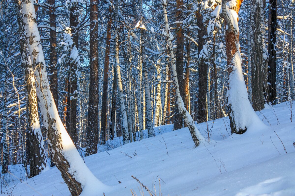 Зимний лес - Алексей Трухин