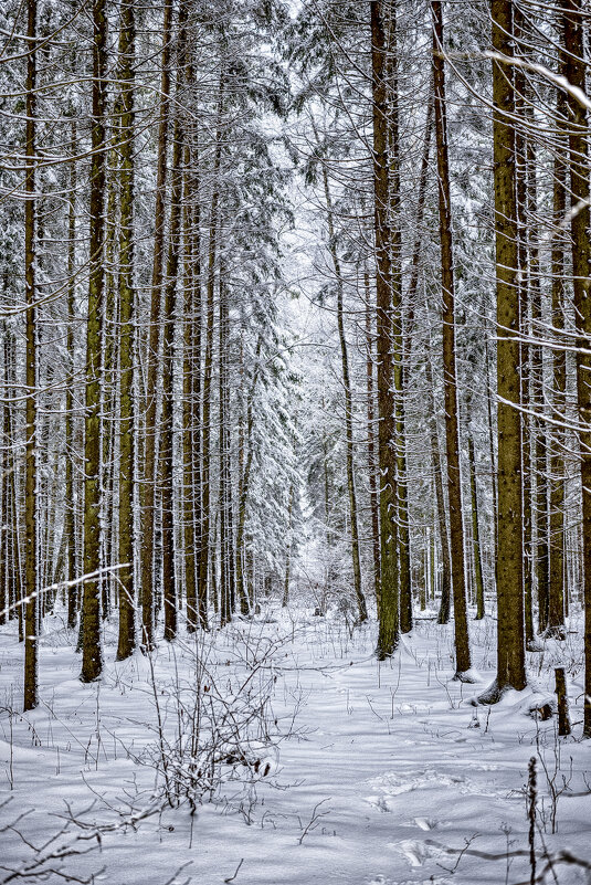 in the forest - Zinovi Seniak