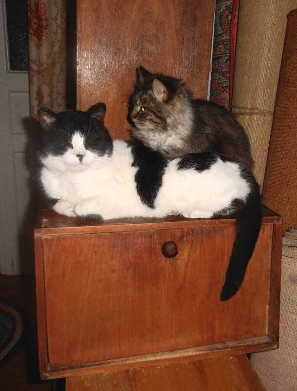 Два кота на хлебнице - Наталья 